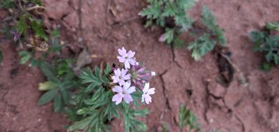 Verbena santiaguensis, photographed by Fede y Vani