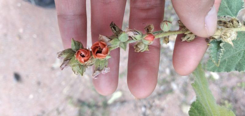 Sphaeralcea bonariensis, photographed by Fede y Vani