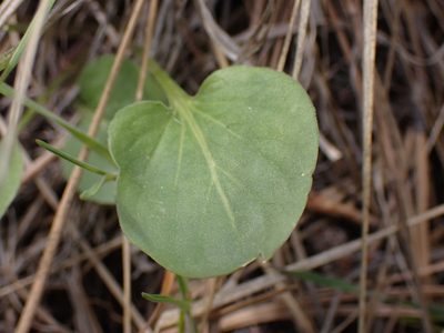 Viola vallicola, photographed by Shane Johnson