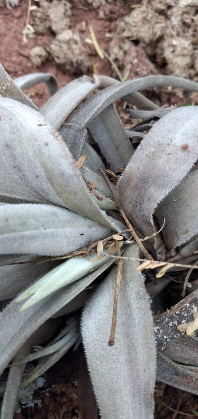 Tillandsia lorentziana, photographed by Fede y Vani
