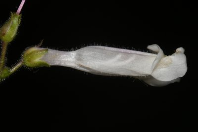 Penstemon tenuiflorus, photographed by Brian Finzel
