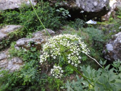 Siler montanum, photographed by Yves Bas