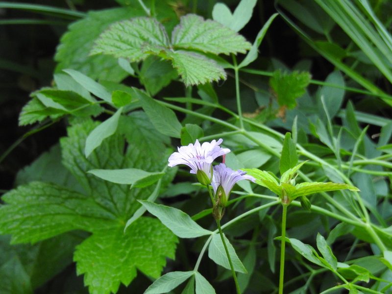 Geranium nodosum, photographed by Yves Bas
