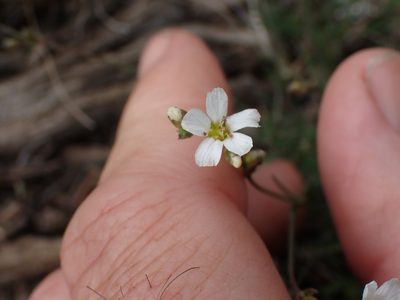 Eremogone capillaris, photographed by Shane Johnson