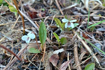 Viola lanceolata, photographed by Quinten Wiegersma