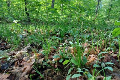 Carex pensylvanica, photographed by Quinten Wiegersma