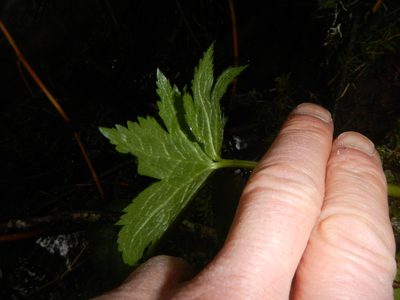 Trautvetteria caroliniensis, photographed by humon
