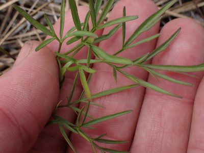 Lomatium geyeri, photographed by Shane Johnson