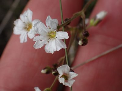 Eremogone capillaris, photographed by Shane Johnson
