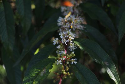 Adenaria floribunda