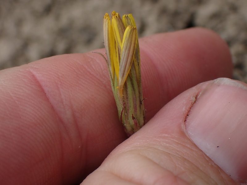 Microseris nutans, photographed by Shane Johnson