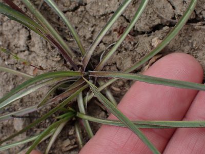 Microseris nutans, photographed by Shane Johnson