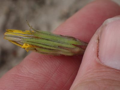 Microseris nutans, photographed by Shane Johnson