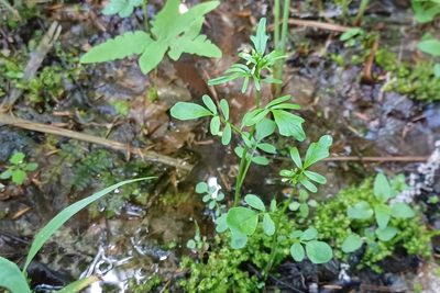 Cardamine pensylvanica, photographed by Quinten Wiegersma