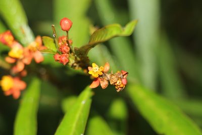 Asclepias curassavica, photographed by Andrés Ramírez-Barrera