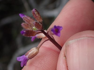 Boechera pauciflora, photographed by Shane Johnson