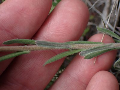 Boechera pauciflora, photographed by Shane Johnson