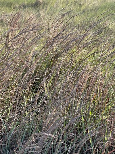 Schizachyrium littorale, photographed by CK2AZ