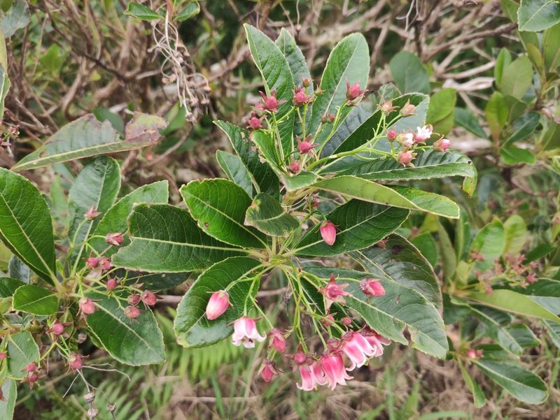 Forgesia racemosa, photographed by Augustin Soulard