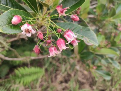 Forgesia racemosa, photographed by Augustin Soulard