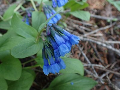 Mertensia longiflora, photographed by Shane Johnson