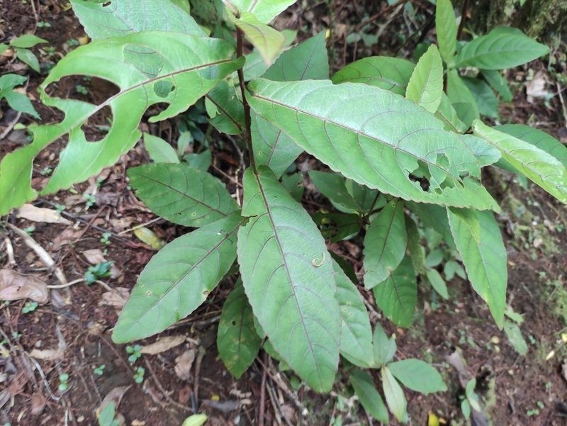 Acalypha integrifolia, photographed by Augustin Soulard