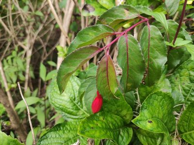 Fuchsia magellanica, photographed by Augustin Soulard