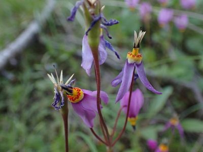 Primula pauciflora, photographed by Shane Johnson