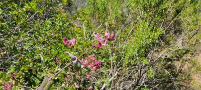 Lonicera hispidula, photographed by Amthinkia
