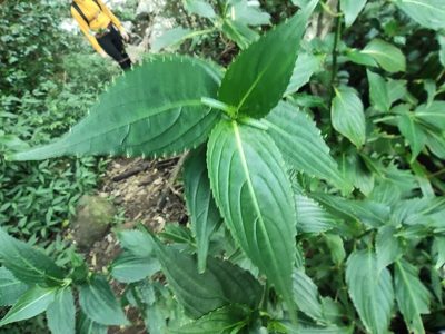 Strobilanthes hamiltoniana, photographed by Augustin Soulard