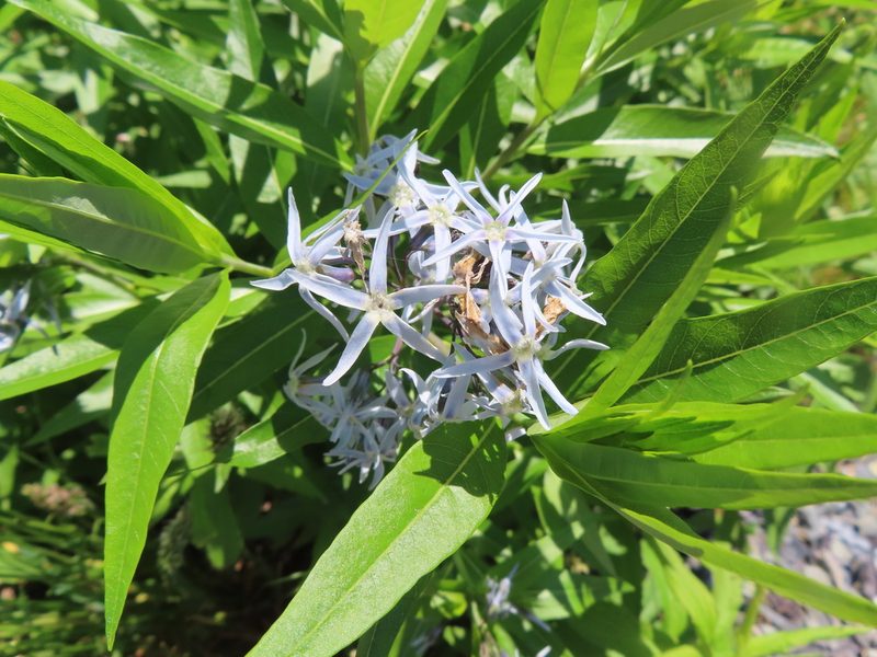 Amsonia tabernaemontana, photographed by Mila C.