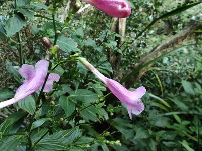 Strobilanthes hamiltoniana, photographed by Augustin Soulard