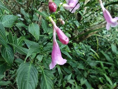Strobilanthes hamiltoniana, photographed by Augustin Soulard
