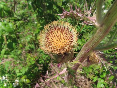 Cirsium horridulum, photographed by Mila C.