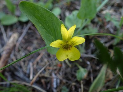 Viola vallicola, photographed by Shane Johnson