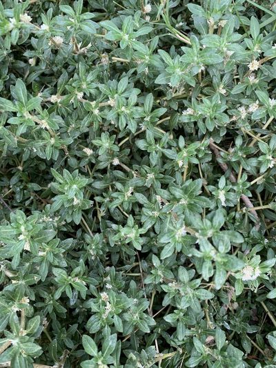 Alternanthera paronychioides, photographed by Adam Kamal