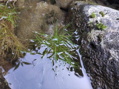 Isolepis fluitans, photographed by Augustin Soulard