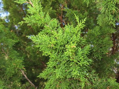 Juniperus virginiana, photographed by Mila C.