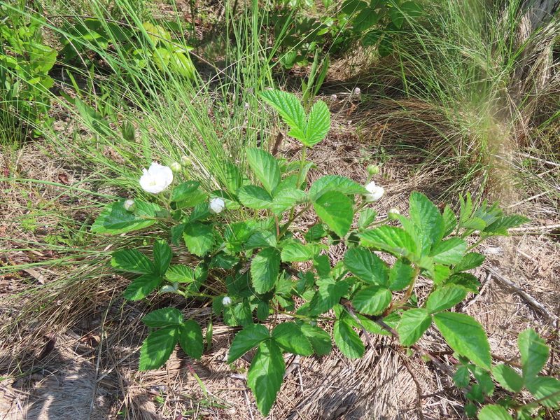 Rubus cuneifolius, photographed by Mila C.
