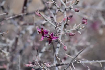 Krameria bicolor, photographed by velodrome