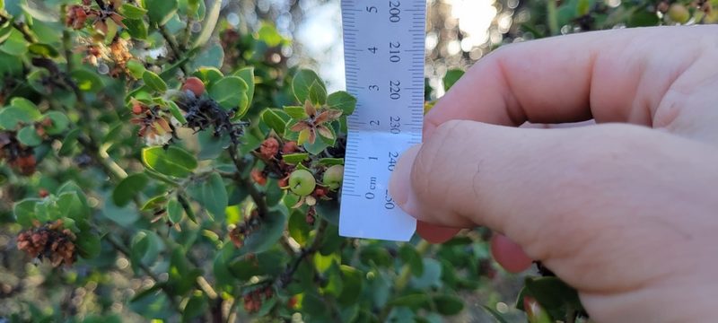 Arctostaphylos purissima, photographed by Amthinkia