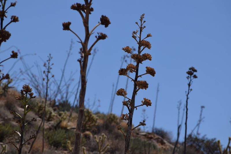 Agave deserti, photographed by velodrome
