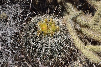 Ferocactus acanthodes, photographed by velodrome