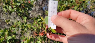 Arctostaphylos rudis