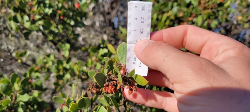 Arctostaphylos rudis, photographed by Amthinkia