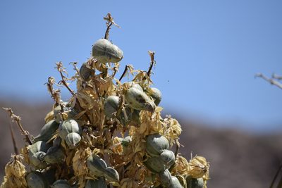 Yucca schidigera, photographed by velodrome