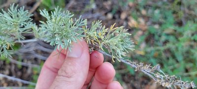 Artemisia californica, photographed by Amthinkia