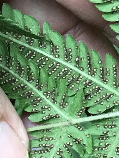 Pelazoneuron puberulum, photographed by Adriana Nelly Correa Sandoval