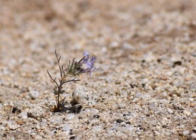 Eriastrum eremicum