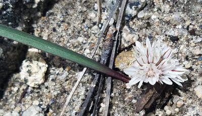 Allium obtusum, photographed by Kate Crowell Walker